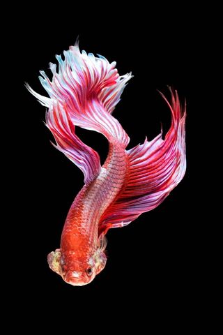 Champion Fish 6s-2 Wallpaper - Download to your mobile from PHONEKY