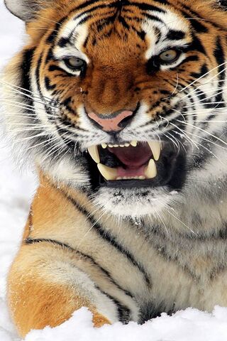 Majestic Predator: The ..