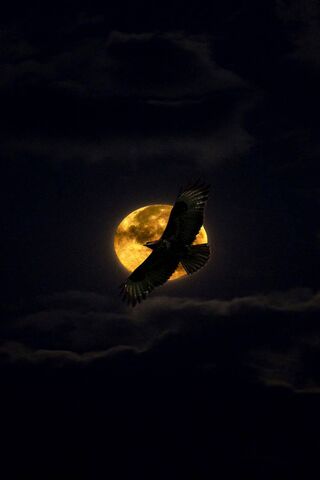 Midnight Eagle