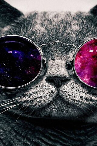 Cosmic Cat: A Feline Journey Through the Stars 🌌🐾