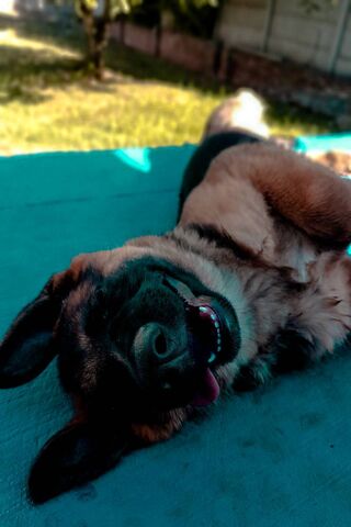 Joyful Pup in a Sunny Nap ☀️🐶