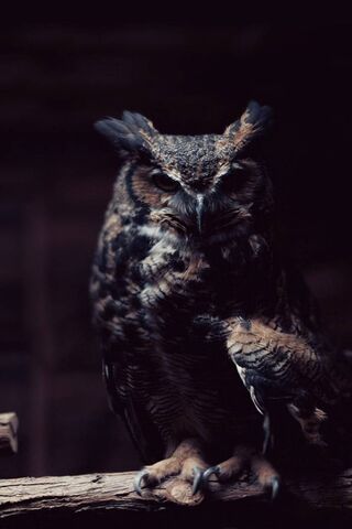 Mystical Guardian of the Night 🌙🦉