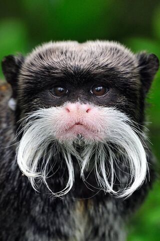 Emperor Tamarin