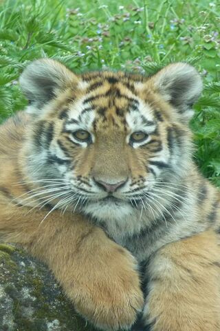 Тигр немовляти
