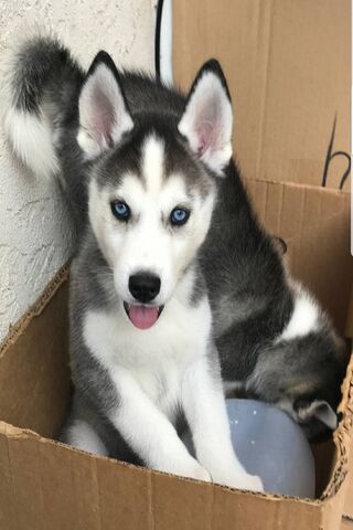 Husk's Cozy Corner 🐾