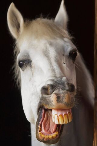 Sorriso do cavalo