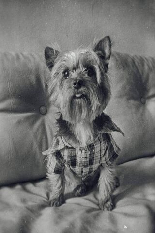 The Dapper Yorkshire Delight 🐾