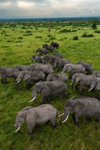 Elephants 2012