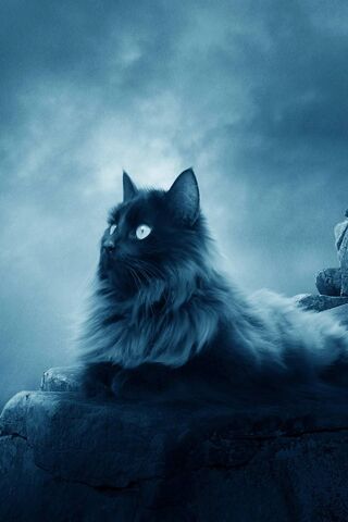 Cat At Night