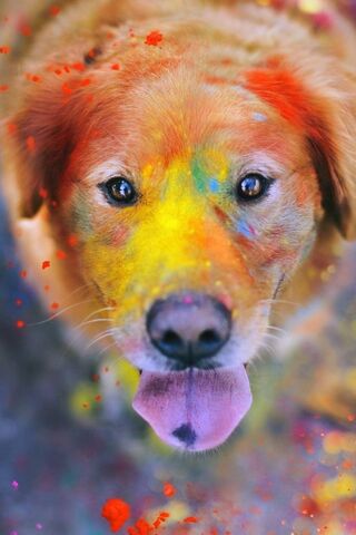 Anjing berwarna-warni