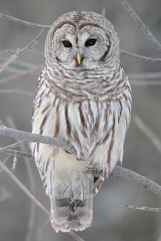 Whispers of the Night: ..