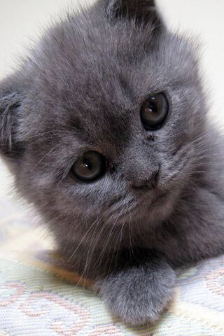 Melancholy Whiskers: The Sad Kitty