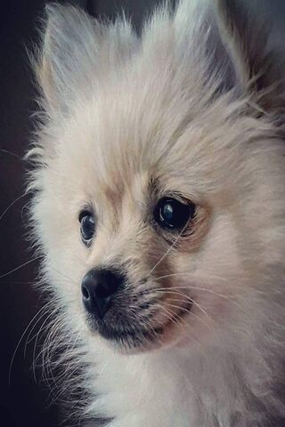 Roxy the Radiant Pup 🌟