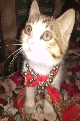 Adorable Whiskers in a Festive Outfit 🎀🐾