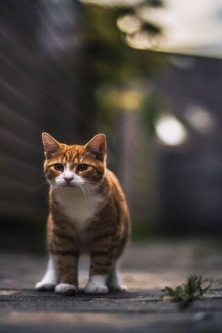 Curious Cat on the Prow..