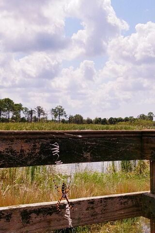 Nature's Web Weaver: The Country Spider 🕷️🌾