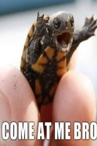 Tiny Warrior: The Bold Turtle 🐢💪