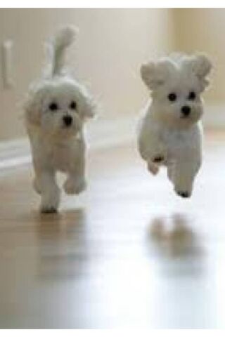 Puppy Playtime Adventures! 🐾✨