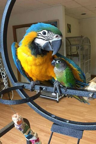 Colorful Companions: Ara and Gcc 🦜💚