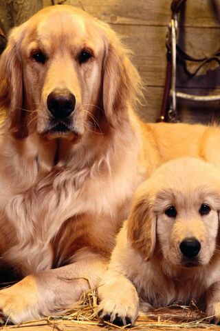 Cute Dog