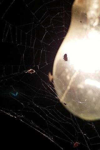 Spidy's Web of Wonders 🕷️✨