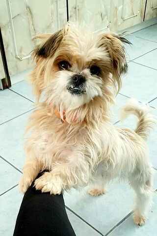 Puppy's Playful Pounce! 🐾