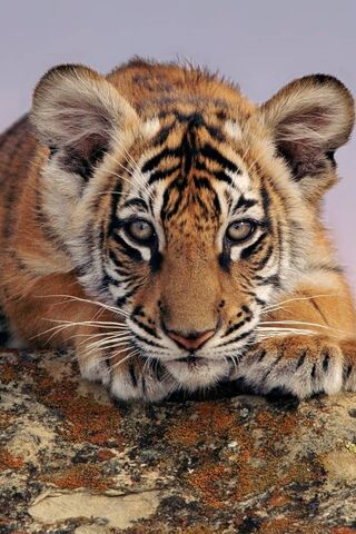 Majestic Stripes: The P..