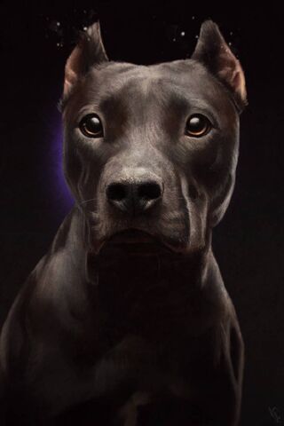 Black Dog