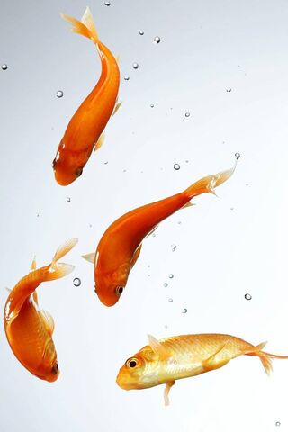 Aqua Dance: The Grace of Goldfish 🐠💧