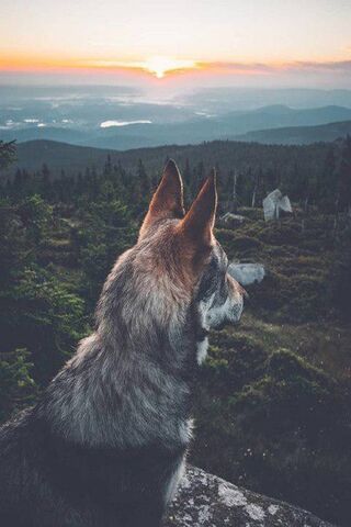 Paws and Sunsets: A Canine Adventure 🌅🐾