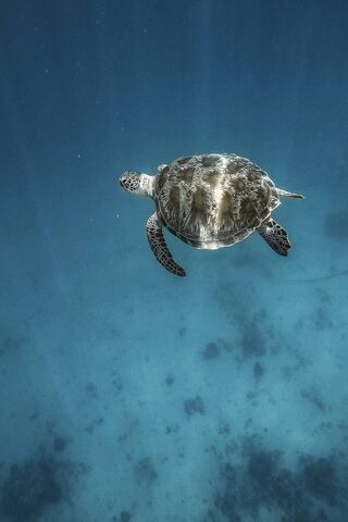 Graceful Glide: The Deep Swimmer