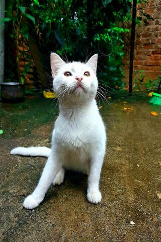 Gato's Curious Adventure 🐾