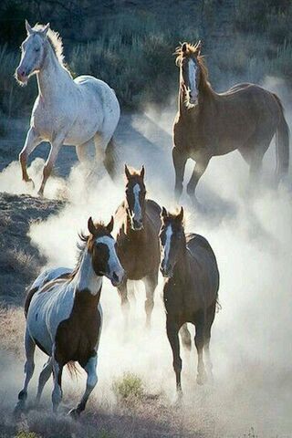 Horses Wallpaper - Download to your mobile from PHONEKY Horses Wallpaper - Download to your mobile from PHONEKY