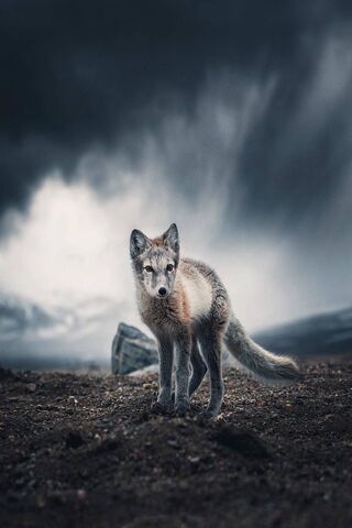 Mystery of the Arctic Wolf: Nature's Silent Hunter 🐺❄️