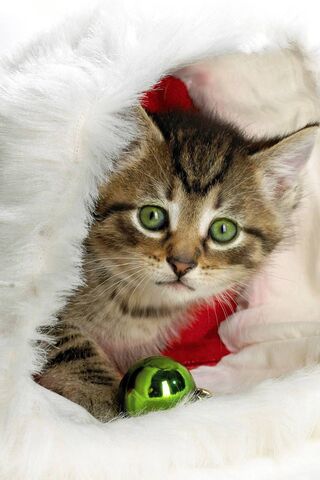 Kitty's Cozy Christmas Cuddle 🎄🐾