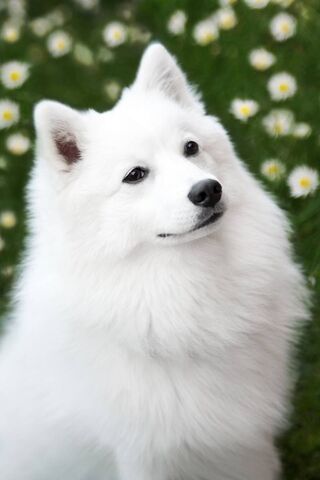 Japanese Spitz