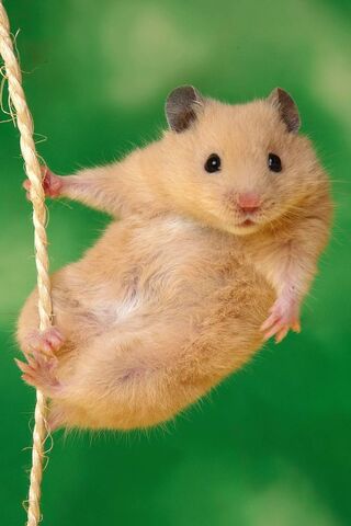 Adventurous Hamster on ..