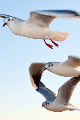 Soaring Dreams: A Dance in the Sky 🌤️🕊️