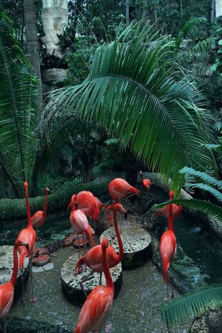 Tropical Elegance: Flamingos in Paradise 🌴🦩