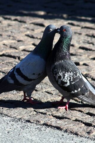 Pigeon Romance: A Love Story in the City 🕊️❤️