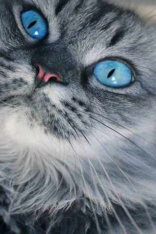 Mystical Gaze: The Enchanting Blue-Eyed Cat 🐾✨