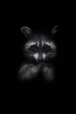 Blck Raccon