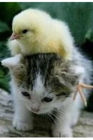 Adorable Duo: Kitty and Chick Adventure 🐱🐥