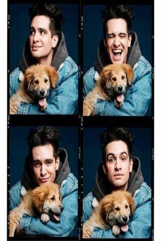 Phoneky Wallpaper Anak Anjing Golden Retriever Hd