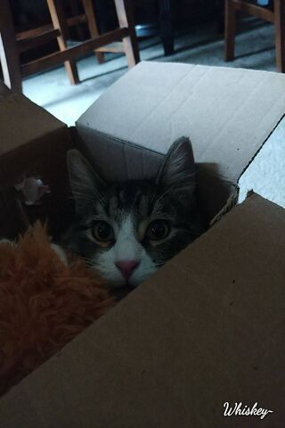 Hallo the Curious Cat 🐾📦