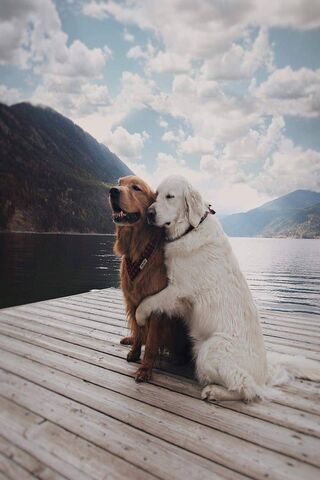 Paws and Serenity: A Ca..