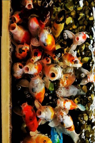 Bubbling Beauty: The Underwater Symphony 🎶🐟