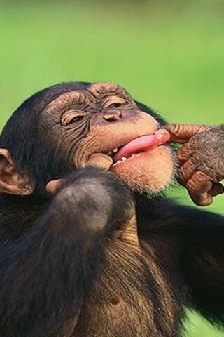 Cheeky Chimp Shenanigans! 🐒😄