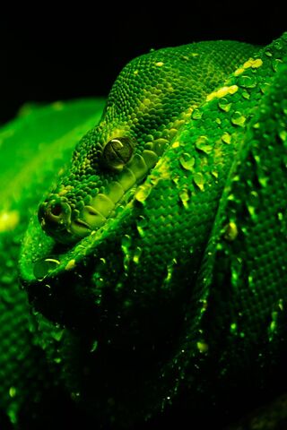 Emerald Elegance: The Green Snake