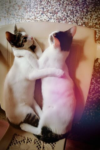 Mau's Cozy Cuddle Time 🐾❤️